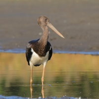 Bocian czarny - Ciconia nigra - Black Stork