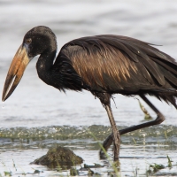 Kleszczak afrykański - Anastomus lamelligerus - African Openbill