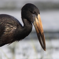 Kleszczak afrykański - African Openbill