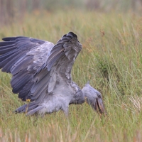 Trzewikodziób - Balaeniceps rex - Shoebill