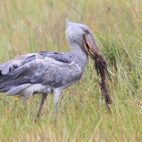 Trzewikodziób - Balaeniceps rex - Shoebill