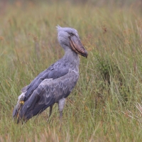 Trzewikodziób - Balaeniceps rex - Shoebill