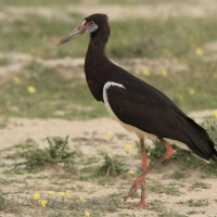 Bocian białobrzuchy - Ciconia abdimii - Abdim's Stork
