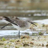 Biegus krzywodzioby - Calidris ferruginea - Curlew Sandpiper