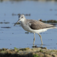 Kwokacz - Tringa nebularia - Common Greenshank