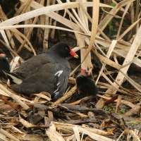 Kokoszka - Gallinula chloropus - Common Moorhen