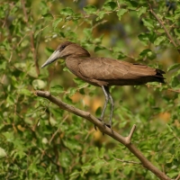 Waruga - Scopus umbretta - Hamerkop