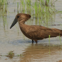Waruga - Scopus umbretta - Hamerkop