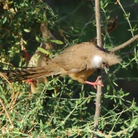 Czepiga rudawa - Colius striatus - Speckled Mousebird