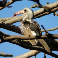 Toko senegalski - Tockus erythrorhynchus kempi - Western Red-billed Hornbill