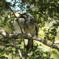 Toko nosaty - Lophoceros nasutus - African Grey Hornbill