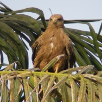 Kania egipska - Milvus migrans aegyptius - Yellow-billed Kite