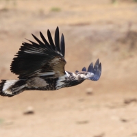 Bielik afrykański - Haliaeetus vocifer - African Fish Eagle