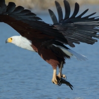 Bielik afrykański - Haliaeetus vocifer - African Fish Eagle