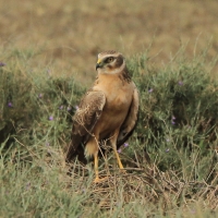 Błotniak stepowy - Circus macrourus - Pallid Harrier