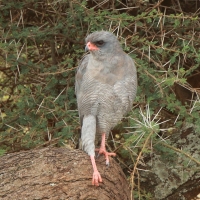 Jastrzębiak ciemny - Melierax metabates - Dark Chanting Goshawk