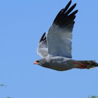 Jastrzębiak jasny - Melierax canorus - Pale Chanting Goshawk