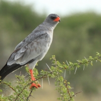 Jastrzębiak jasny - Melierax canorus - Pale Chanting Goshawk