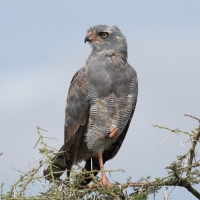 Jastrzębiak mały - Micronisus gabar - Gabar Goshawk
