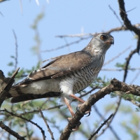 Jastrzębiak mały - Micronisus gabar - Gabar Goshawk