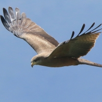 Kania egipska - Milvus migrans aegyptius - Yellow-billed Kite
