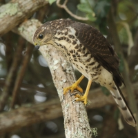 Krogulec trzypręgowy - Accipiter tachiro - African Goshawk