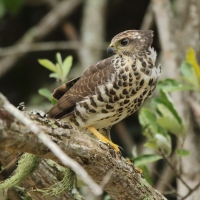 Krogulec trzypręgowy - Accipiter tachiro - African Goshawk