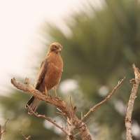 Myszołap rdzawoskrzydły - Butastur rufipennis - Grasshopper Buzzard
