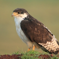 Myszołów białobrzuchy - Buteo augur - Augur Buzzard
