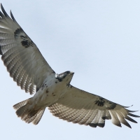 Myszołów białobrzuchy - Buteo augur - Augur Buzzard