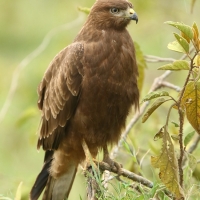 Myszołów - Buteo buteo - Common Buzzard