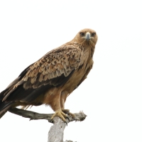 Orzeł sawannowy - Aquila rapax - Tawny Eagle