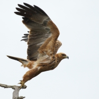 Orzeł sawannowy - Aquila rapax - Tawny Eagle