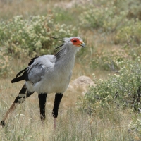 Sekretarz - Sagittarius serpentarius - Secretary-bird