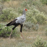 Sekretarz - Sagittarius serpentarius - Secretary-bird