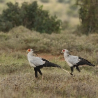 Sekretarz - Sagittarius serpentarius - Secretary-bird