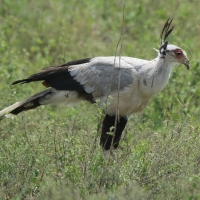 Sekretarz - Sagittarius serpentarius - Secretary-bird