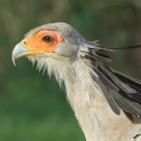 Sekretarz - Sagittarius serpentarius - Secretary-bird