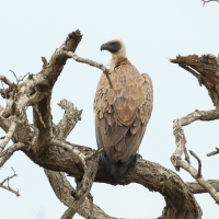 Sęp afrykański - Gyps africanus - White-backed Vulture
