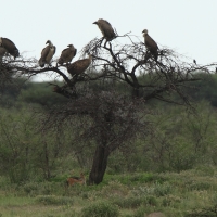 Sęp afrykański - Gyps africanus - White-backed Vulture
