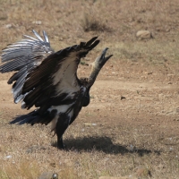 Sęp afrykański - Gyps africanus - White-backed Vulture