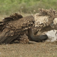 Sęp plamisty - Gyps rueppelli - Rüppell's Vulture