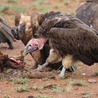 Sęp uszaty - Torgos tracheliotos - Lappet-faced Vulture