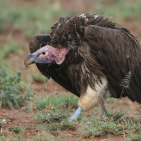 Sęp uszaty - Torgos tracheliotos - Lappet-faced Vulture
