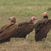 Sęp uszaty - Torgos tracheliotos - Lappet-faced Vulture