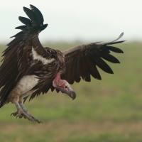 Sęp uszaty - Torgos tracheliotos - Lappet-faced Vulture