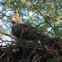 Wojownik wspaniały - Stephanoaetus coronatus - Crowned Eagle