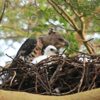 Wojownik wspaniały - Stephanoaetus coronatus - Crowned Eagle