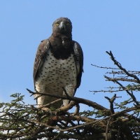 Wojownik zbrojny - Polemaetus bellicosus - Martial Eagle