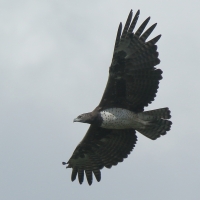 Wojownik zbrojny - Polemaetus bellicosus - Martial Eagle